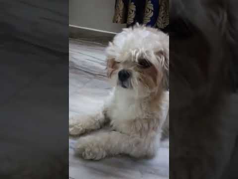 luv chicken# anvitha's Bday