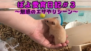 ぽよ愛育日記＃３「魅惑のエサやりシーン」【ゴールデンハムスター】