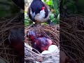 Mother bird feeding little bird , Video about baby birds #bird #wildbird #shot EP55