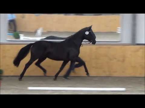 StPrSt Delicia von De Niro - Calypso II (Mutter zu CADEAU NOIR)