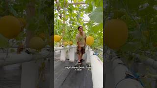 Download lagu Muaniss.. Taste & Harvest to Your Heart's Content || Melon Without Soil | Fujisawa & Golden Emera... mp3 Download lagu Muaniss.. Taste & Harvest to Your Heart's Content || Melon Without Soil | Fujisawa & Golden Emera... mp3
