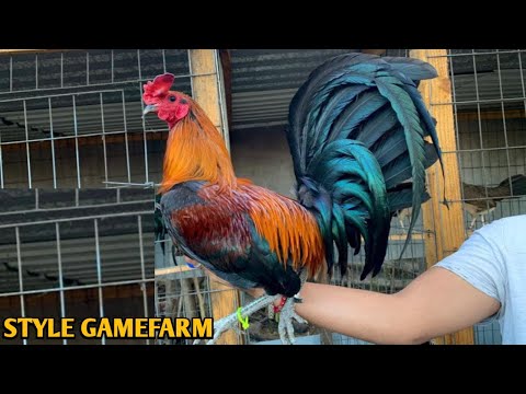 McLean hatch Grey Brownred - STYLE FARM