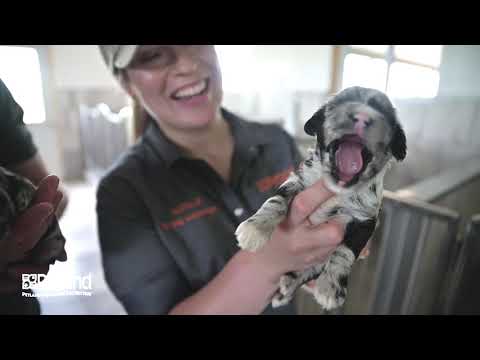 Kennel Tour 123