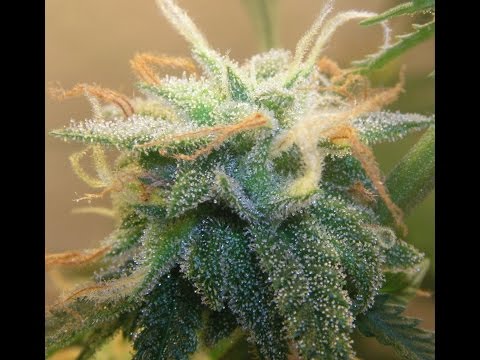 Oakland Joins the World's Biggest Pot Shop to Battle the Feds—The End of the War on Weed?