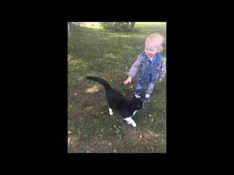 Rasmus Hedin - Farmors galna katt