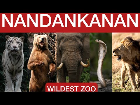 Nandankanan Zoo Vlog 🐘🐍 | Wildest Zoo Experience in India