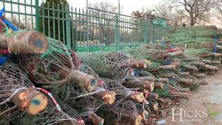 Fresh Cut Christmas Trees at Hicks Nurseries