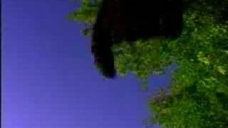 Flashlight Brown - Sonia Bianchi