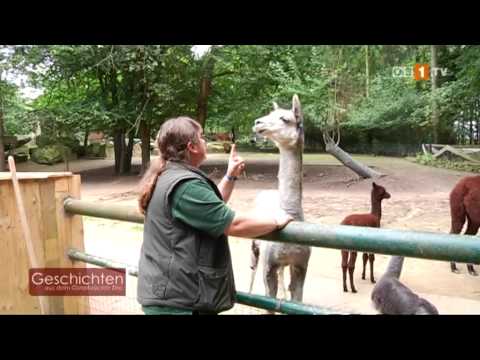 Geschichten aus dem Zoo - Alpakagirls