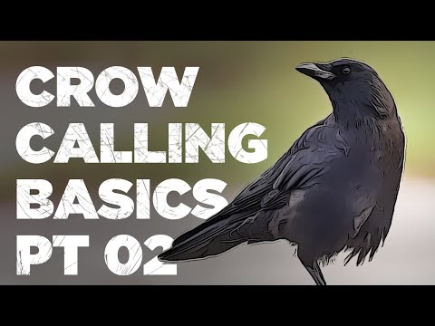 Crow Calling Basics 2