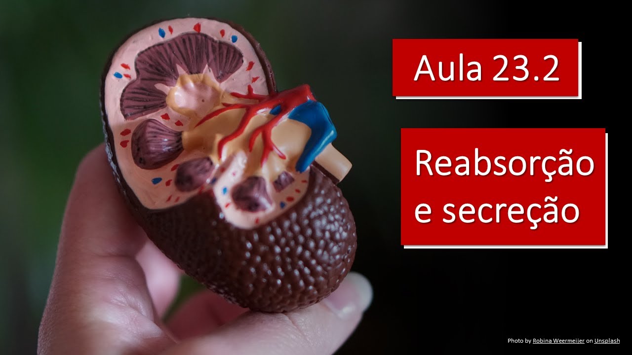 Videoaula 23.2 Reabsorção e secreção