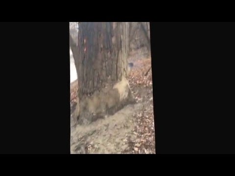 youtube embeded image