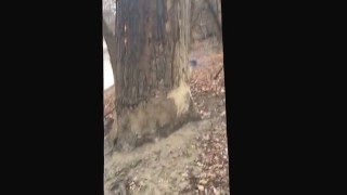 "Devil Tree" Tree fire in Defiance, OH - December 21, 2015