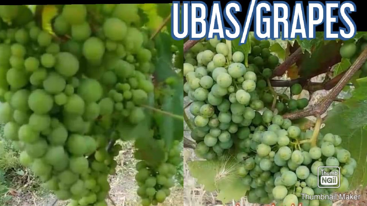 Iba't ibang uri ng grapes nakikila sa dahon