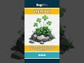 shamrock - a small green plant with th... video thumbnail