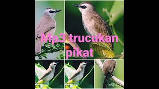 Download lagu Mp3 trucukan pikat mp3