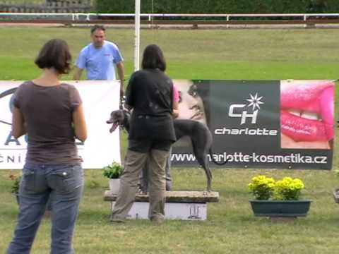 European Derby Sprint final 280m MIX OR greyhound