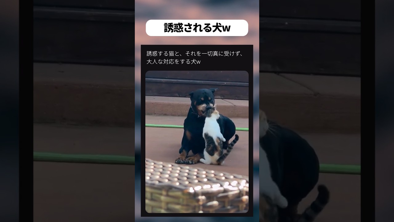 誘惑される犬w