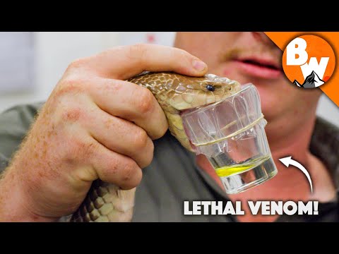 download lagu mp3 mp4 Snake Milker, download lagu Snake Milker gratis, unduh video klip Snake Milker