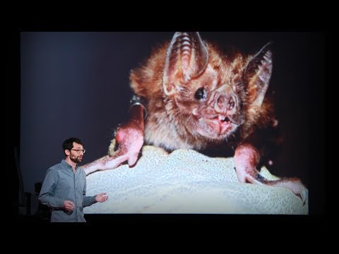 , title : 'What vaccinating vampire bats can teach us about pandemics | Daniel Streicker'