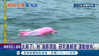 [問卦] 全球只有台灣有的粉紅海豚還要老外告訴我