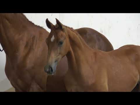 NAUGHTY SECRET A.S.(Secret x ster/prok/prestatie by Fidermark)