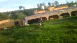 preview picture of video 'jalostotitlan mini horse'