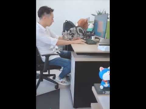 funniest animal videos of 2022 - funny golden retriever dogs and cutest golden puppies  V.18356 #fu