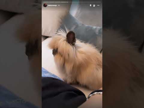 malu has a ginuea pig?