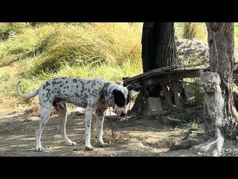 Bully dog k sath mera dilchap molakat | Muhammad Hayat Pigeons