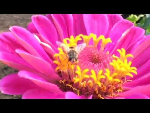 Pollinators & Pumpkin