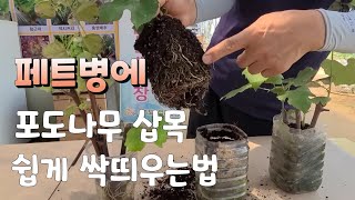 포도나무 삽목 페트병에 싹띄우기 진짜 쉽다 삽목 방법sprout of grapevine sapling pet…