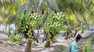 Download lagu Perkebunan Kelapa modern skala besar di thailand - dunia pertanian mp3