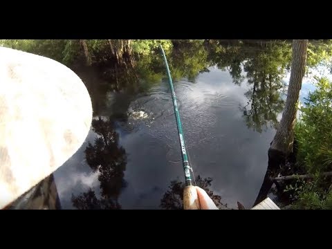 Georgia Swamp Fishing! (Okefenokee Bowfin, Turtles)