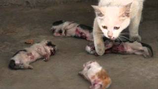 PORTA - Animales Racionales - Reset 2012 Exito