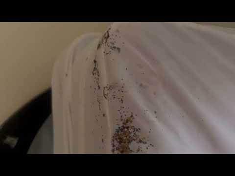 Bed Bugs Crawling All Over the Mattress and Floor in Skillman, NJ