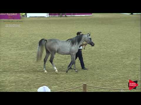 N.39 REEM AL TAYYAR - 2019 Qatar Nat. Peninsula show - Fillies 2 Years Old (Class 2A) .mp4