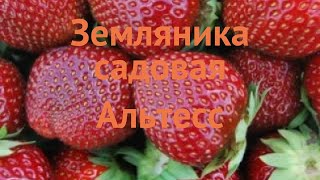 Отзывы о клубнике Альтесс