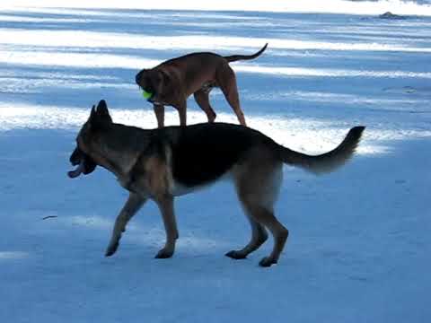 Rhodesian ridgeback Äijä 10 months & Siska the germ. shep. chasing each other