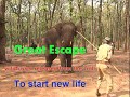 AFTER TRAING WILD TUSKER RELEASD FROM CROLL