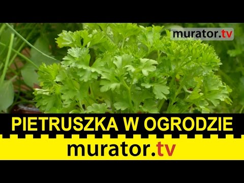 Kupić olej Bey włosy w Moskwie Choroby krwi i wypadanie włosów