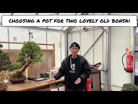 Choosing Bonsai Pots for Trees I sold Years ago