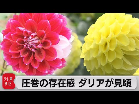 ダリアの品種: ダリアの全クラスの概要 植物