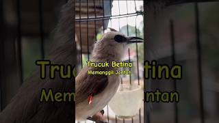Download lagu Pancingan Suara Burung trucuk betina memanggil jantan #shorts #birdsong #shortsvideo #birds #viral mp3