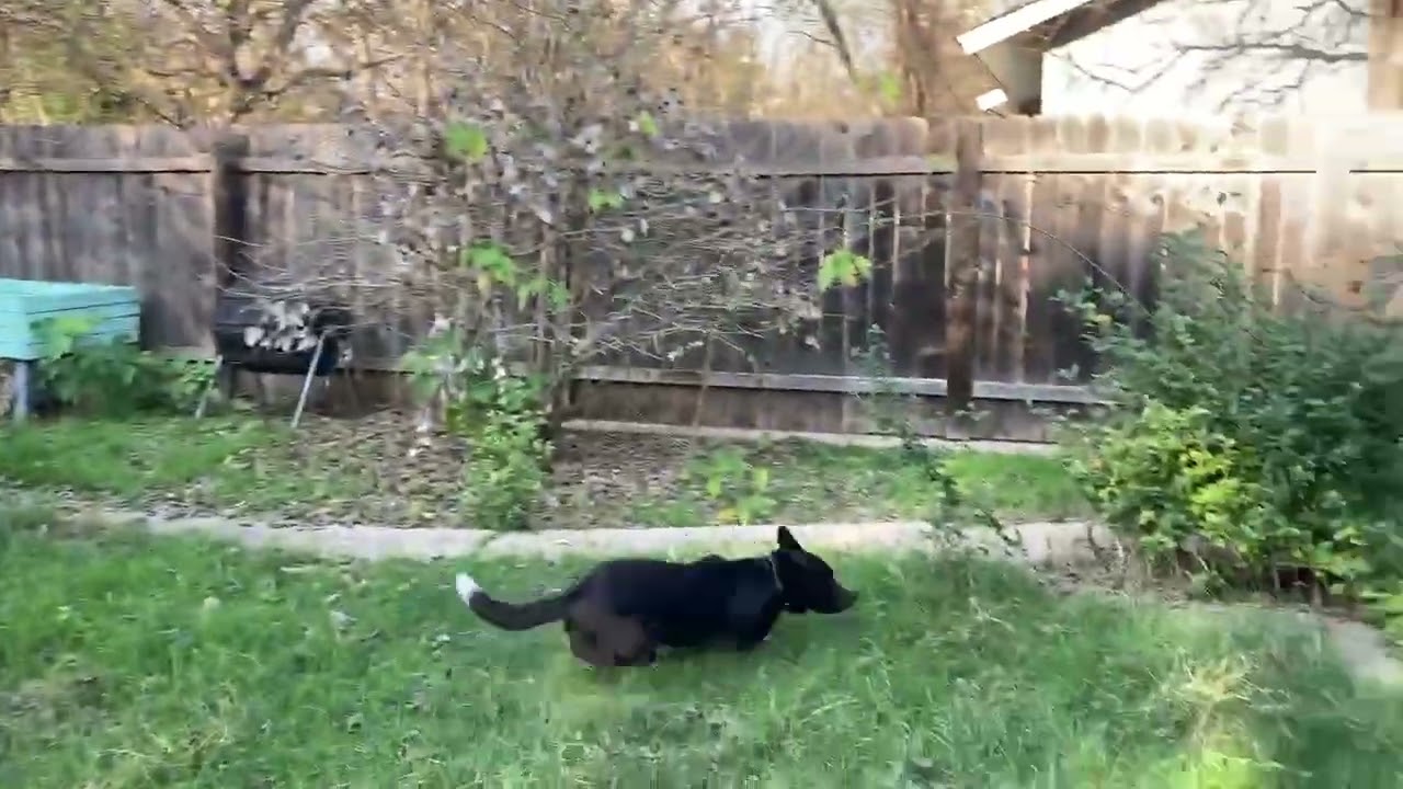 Ulysses, a Adoptable mixed breed in Austin, TX video 6/6