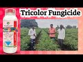 Tricolor - Trifloxystrobin 10% + Difenoconazole +12.5%+ Sulfur 3% SC || Tricolor Fungicide ||