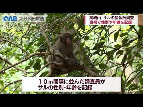 [Oita] ¿Cómo se cuentan los monos en el monte Takasaki?