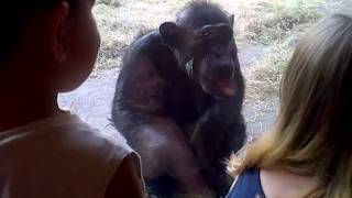preview picture of video 'one of the new chimps at the houston zoo'