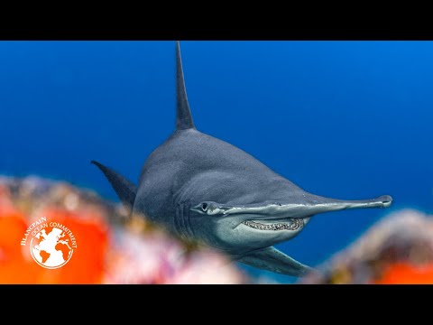 Tamataroa Mission 2023 - Blancpain