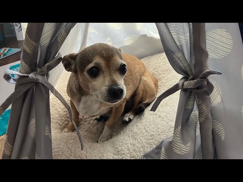 Riu, Riu, Chiu - Spanish Villancico (arr. Mark Burrows) Soprano part